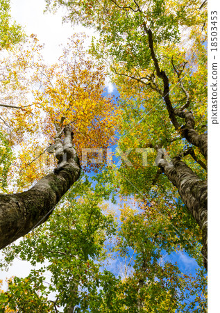 Beech virgin forest Autumn leaves Okutane water forest beech virgin forest Okutone 18503453
