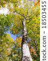 Beech virgin forest Autumn leaves Okutane water forest beech virgin forest Okutone 18503455