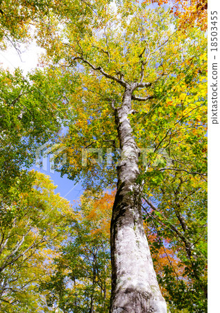 山毛櫸原始森林秋葉Okutane水森林山毛櫸原始森林Okutone 18503455