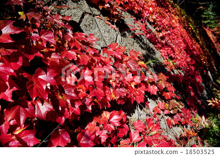 美麗的常春藤的秋葉 18503525