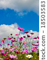 Cosmos field Cosmos 18503583