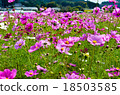 Cosmos field Cosmos 18503585