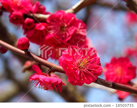 Ume Kagoshima Red (Kagoshima Beni) 18503735