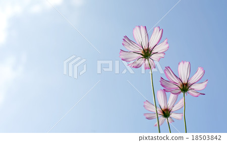 beautiful cosmos flower beautiful cosmos flower 18503842