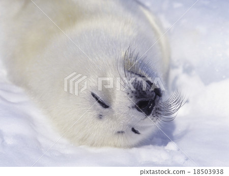 Baby in a sealed seal seal taking a nap Canada 18503938
