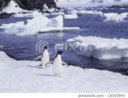 阿德利企鵝 阿德利企鵝 18503943