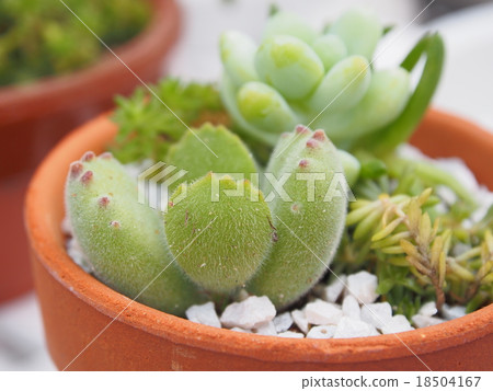 多汁植物 多汁植物 18504167
