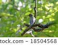 Great tit 18504568