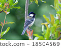 Great tit 18504569