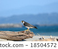 Falcon 18504572