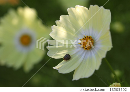 Cosmos and Marukomushi 18505502