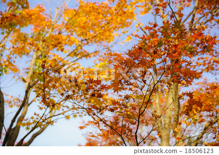 黃色和紅色告訴秋天 黃色和紅色告訴秋天 18506123