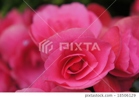 Begonia 18506129