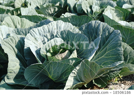 TPP Japanese agricultural cabbage field TPP Japanese agricultural cabbage field 18506186