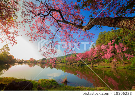 cherry blossom in the spring cherry blossom in the spring 18506228