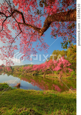 cherry blossom in the spring cherry blossom in the spring 18506230