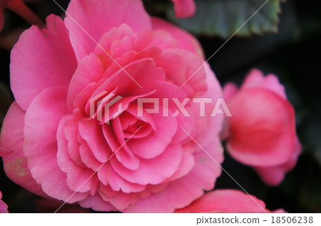 Begonia 18506238