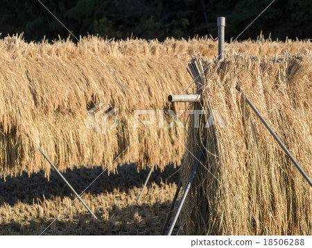 Rice paddies after harvesting 18506288