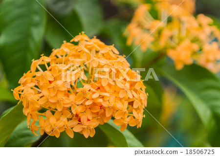 Blooming yellow Ixora flowers. 18506725