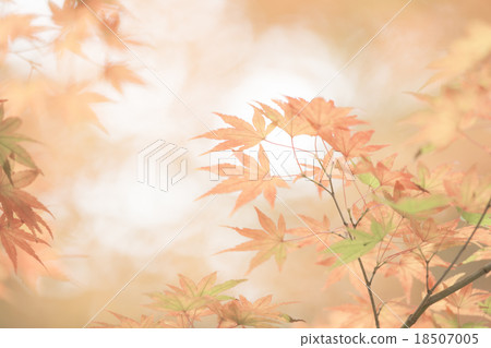 Fall image Fall image 18507005