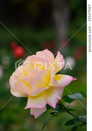 Autumn Rose, Bomber Doll Autumn Rose, Bomber Doll 18507067