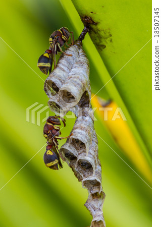 Wasps in the nest with larvae. 18507145
