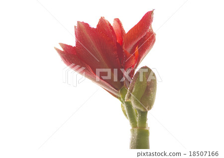 聖誕節·花·紅·孤挺花 聖誕節·花·紅·孤挺花 18507166