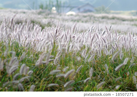 Chikara Shiba that shines in morning dew 18507271