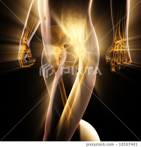 human bones radiography scan image 18507481