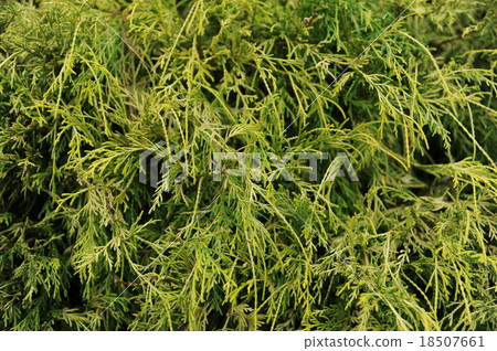 Scutellaria chrysanthemum 01 18507661