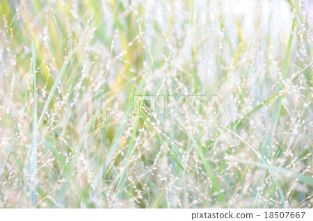 Panicam Prairie Sky 01 Panicam Prairie Sky 01 18507667
