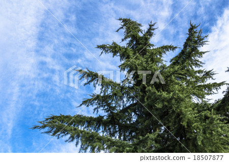 Ancient tree Ancient tree 18507877