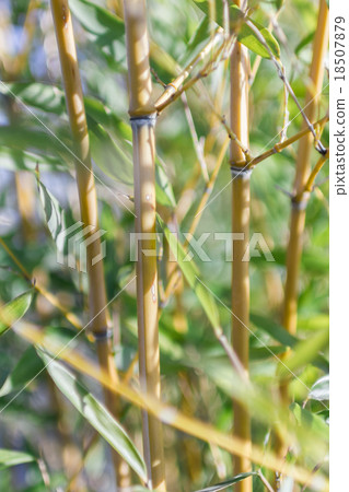 Cane thicket Cane thicket 18507879