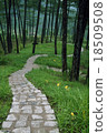 Stone path in the forest 18509508