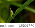 Baby locust eating some grass 18509770