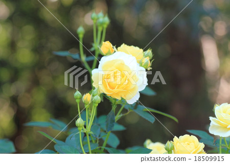 Yellow rose flower Golden border Yellow rose flower Golden border 18509915