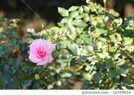 Pink rose flowers Bonica 82 Pink rose flowers Bonica 82 18509916