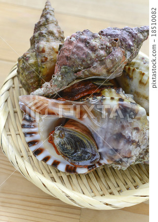 Scallop shell shellfish 18510082