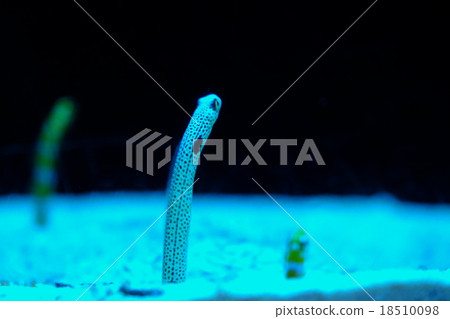 中國鰻魚 18510098