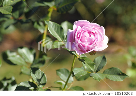 Lightly rose-colored roses 18510208