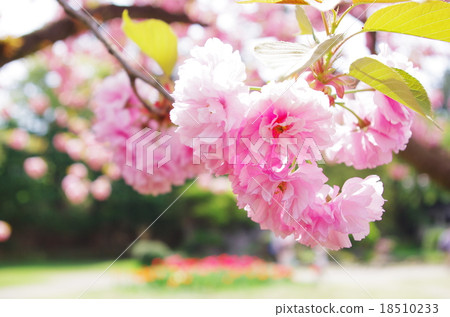 Sakura Sekiyama Sakura Sekiyama 18510233