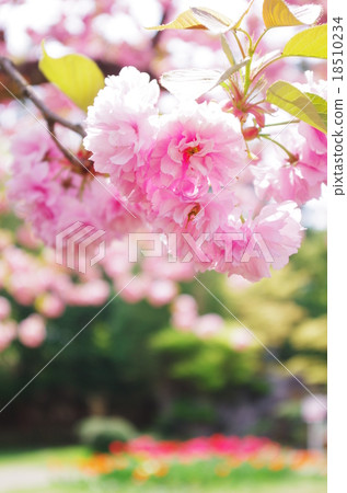 Sakura Sekiyama Sakura Sekiyama 18510234