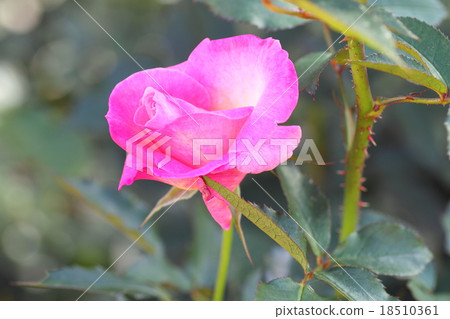 Pink rose flower Rin 18510361
