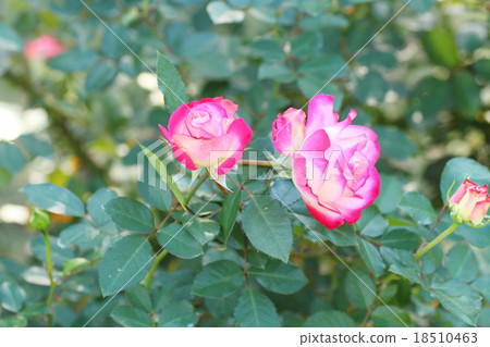 玫瑰花Jubileque du Prince de Monaco 玫瑰花Jubileque du Prince de Monaco 18510463