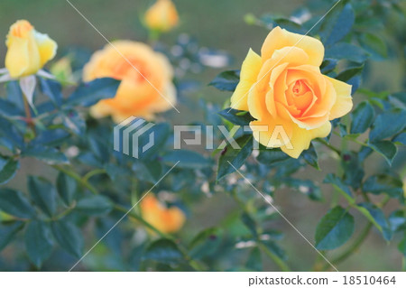 Yellow rose flower Eureka 18510464