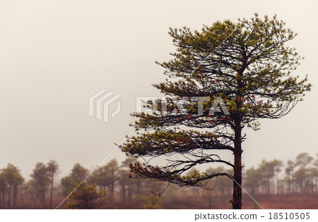 Kemeri National Park in autumn. Kemeri National Park in autumn. 18510505