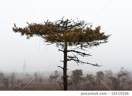 Kemeri National Park in autumn. Kemeri National Park in autumn. 18510506