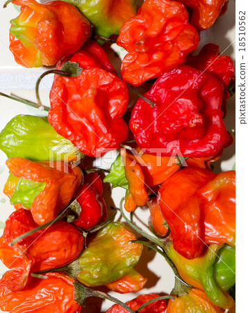 The vegetable Pepper. The vegetable Pepper. 18510562
