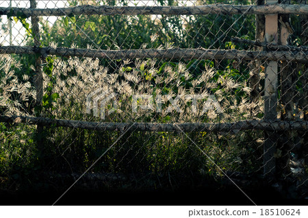 the fence of an abandoned garden with pampa grass 18510624