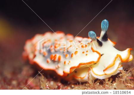 Nuushi Nuushi 18510654